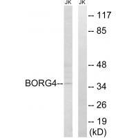 BORG4
