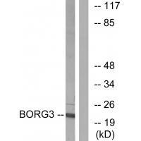 BORG3