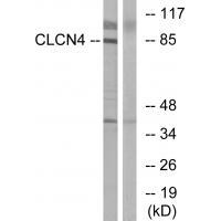 CLCN4