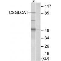 CSGLCAT
