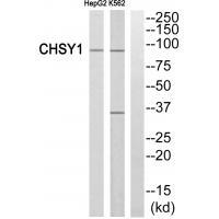CHSY1