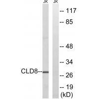 CLDN8