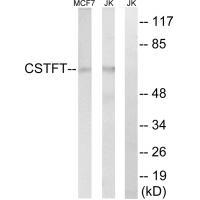 CSTF2T