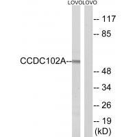 CCDC102A