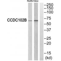 CCDC102B