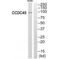 CCDC45