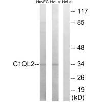 C1QL2