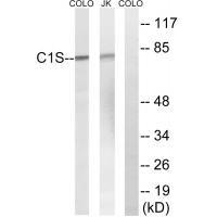 C1S