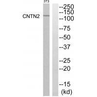 CNTN2