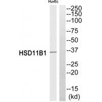 HSD11B1