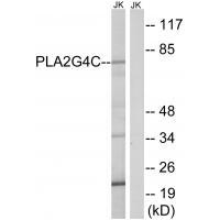 PLA2G4C