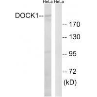 DOCK1