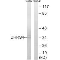 DHRS4