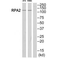 POLR1B