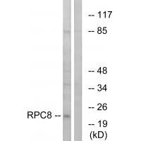 RPC8
