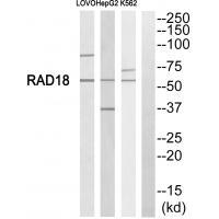 RAD18