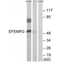 EFEMP2