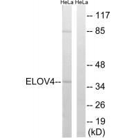 ELOVL4