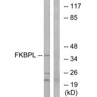 FKBPL