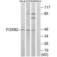FOXB2