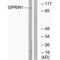 GPRIN1