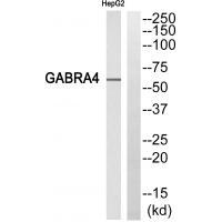 GABRA4