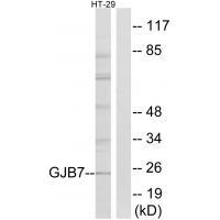 GJB7