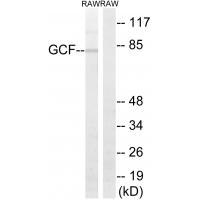 GCF