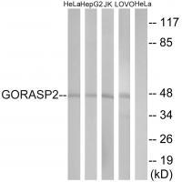 GORASP2