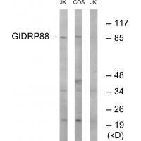 GIDRP88