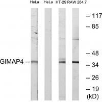GIMAP4