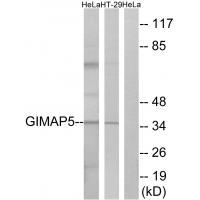 GIMAP5