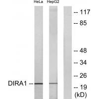 DIRA1