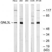 GNL3L