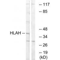HLAH
