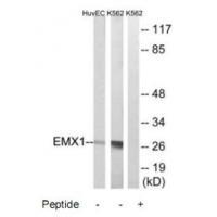 EMX1
