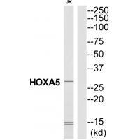HXA5
