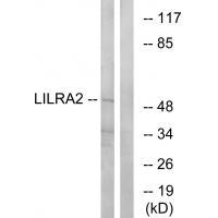 LILRA2