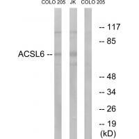 ACSL6