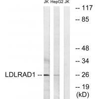 LDLRAD1