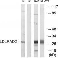 LDLRAD2