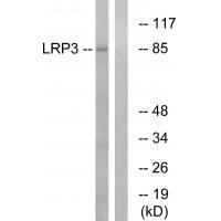 LRP3