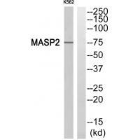 MASP2