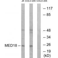 MED18
