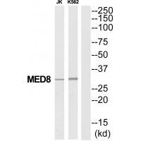 MED8