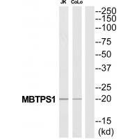 MBTPS1