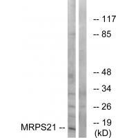 MRPS21