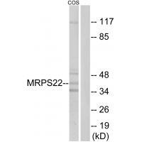 MRPS22