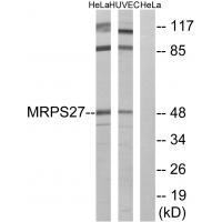 MRPS27
