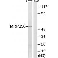 MRPS3
